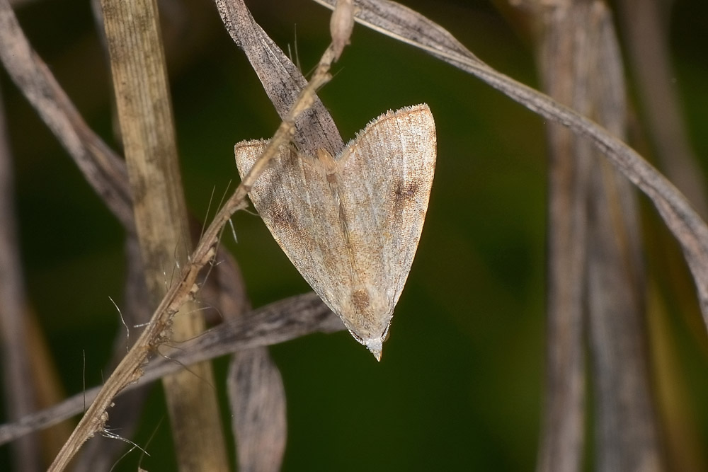 Geometridae? No, Erebidae: Rivula sericealis